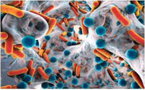Scientists have identified a virus capable of infecting and destroying drug-resistant bacteria